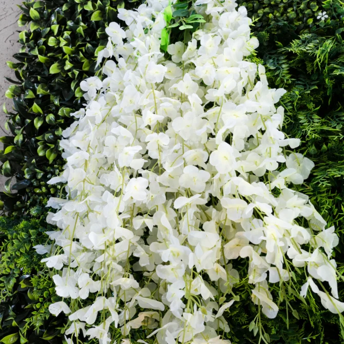 Enredadera Flores Glicina Blanca - Pack 12 - Imagen 4