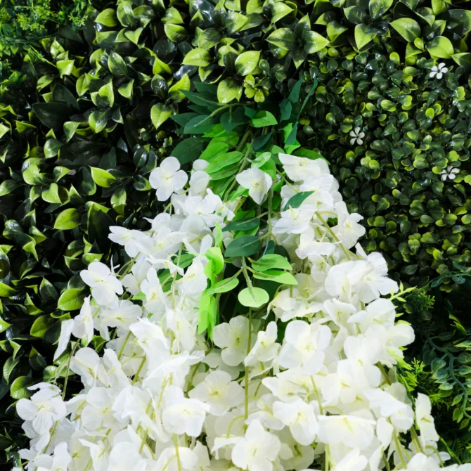 Enredadera Flores Glicina Blanca - Pack 12 - Imagen 6