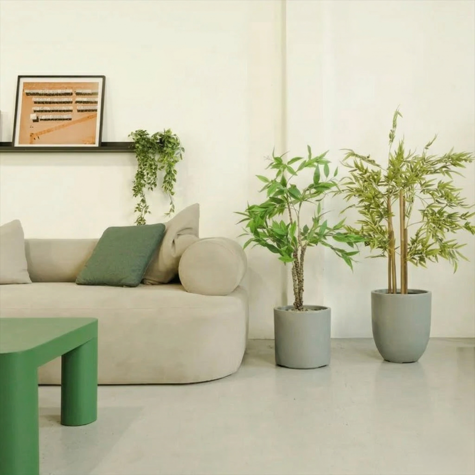 portada ficus y bambu